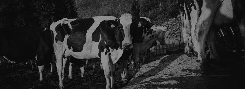 Factory Farming