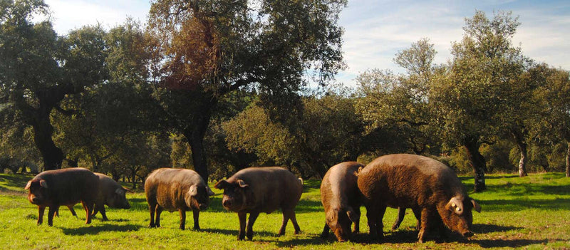 Jamón Ibérico: Tradition, Terroir, and Timeless Flavor - WorldClass
