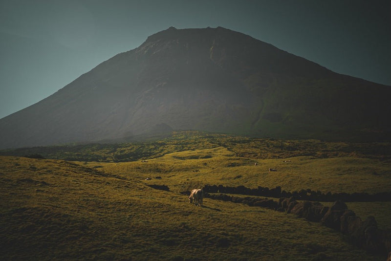 Portuguese Cheese Paradise - The Açores Islands - WorldClass