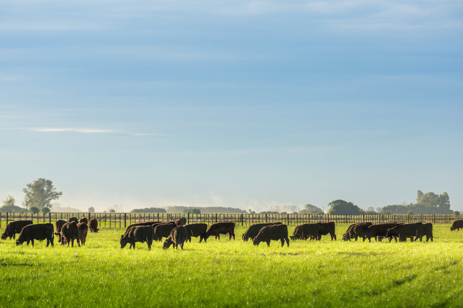 Patagonia & the Pampas