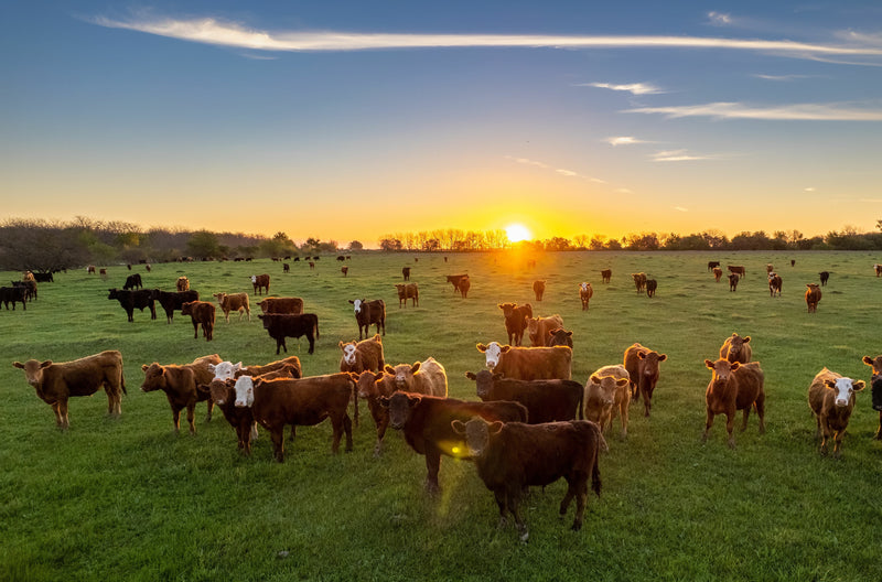 Beef, Tariffs, & Tight Supply - WorldClass