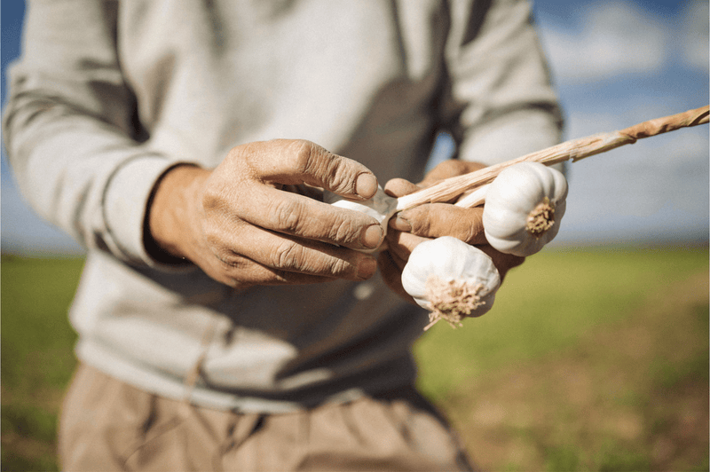 Black Garlic - WorldClass