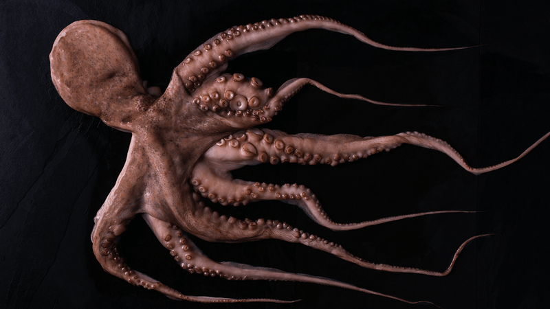 How to Cook Octopus Tender Every Time - WorldClass