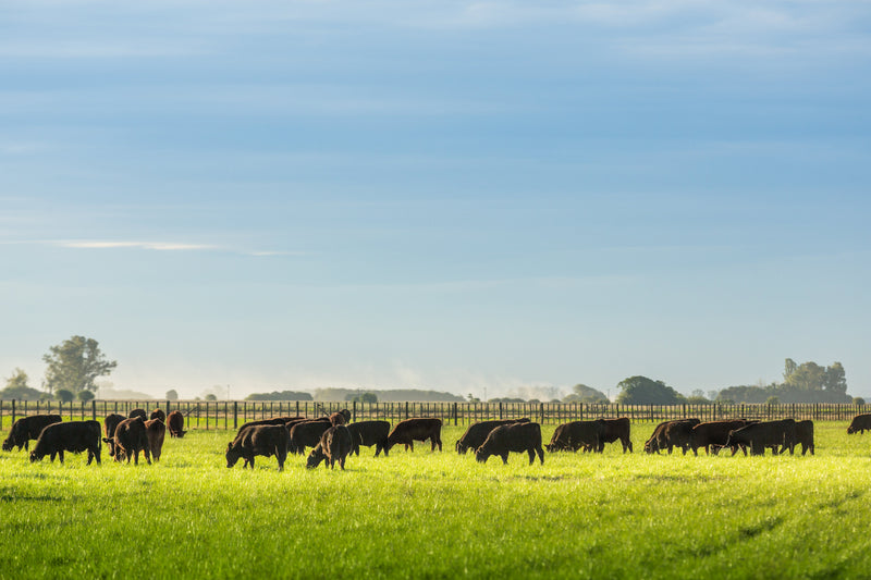 Why is Argentine Beef the Best? - WorldClass