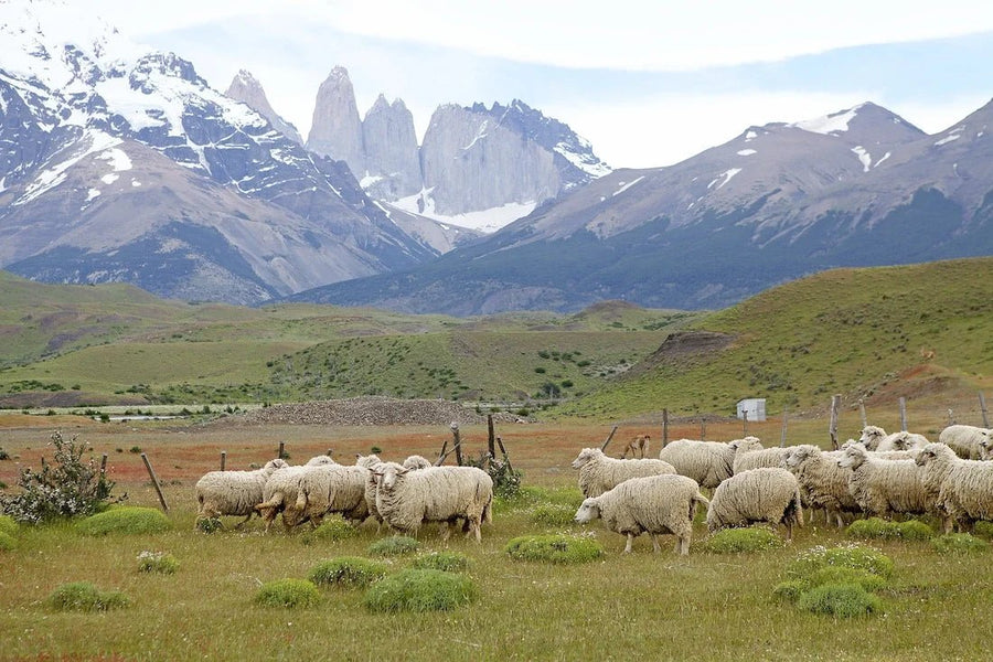 Patagonian Lamb